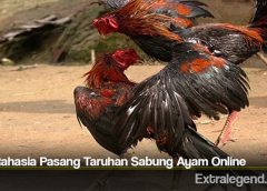 Trik Rahasia Pasang Taruhan Sabung Ayam Online